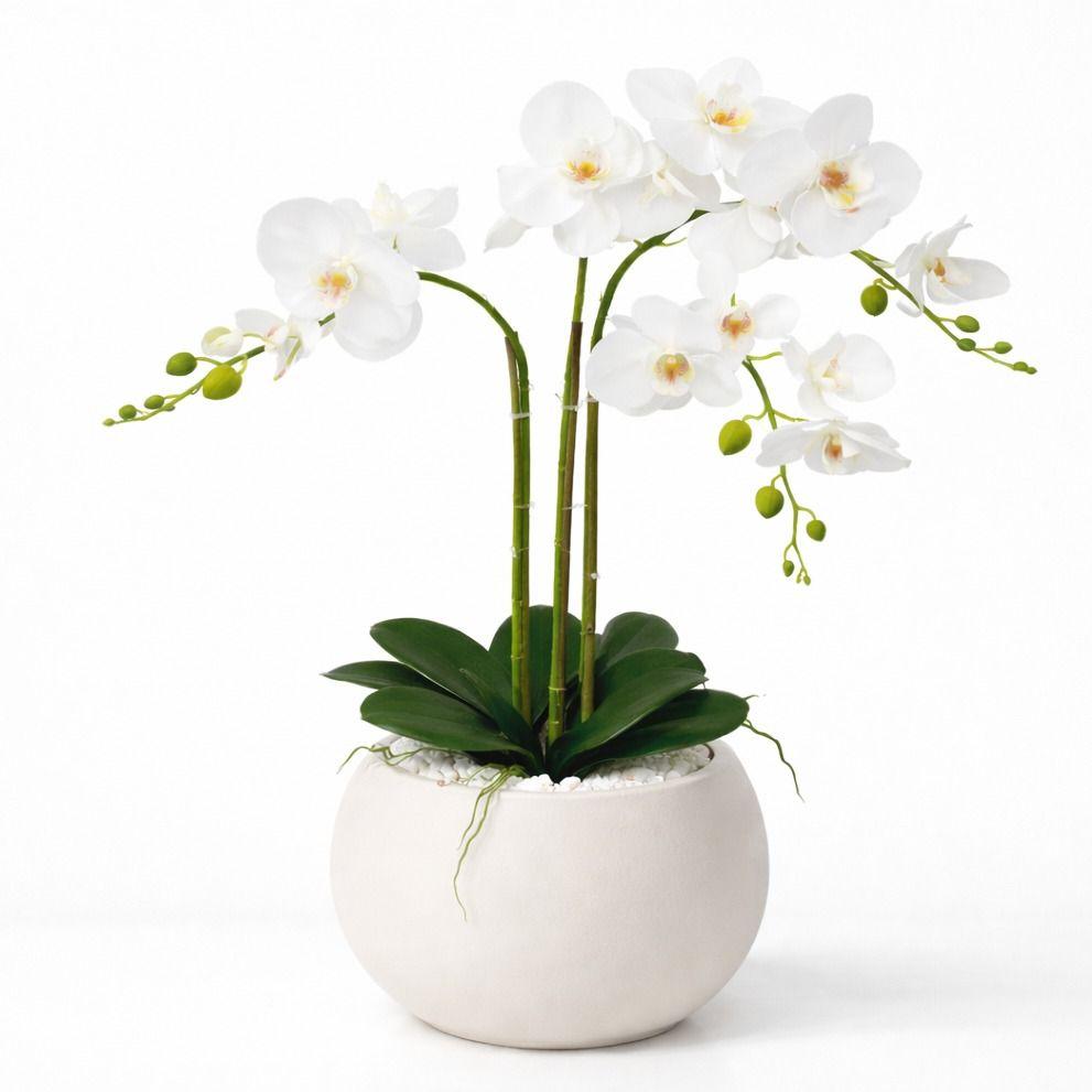 סחלב מפואר 3 ענפים